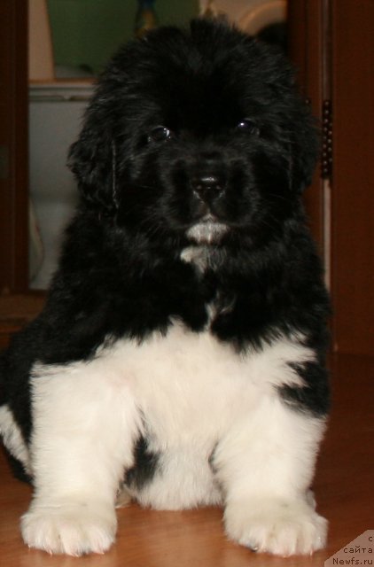 Фото: ньюфаундленд Fiamettahauz Princess B'yuti (Фиаметтахауз Принцесс Бьюти)