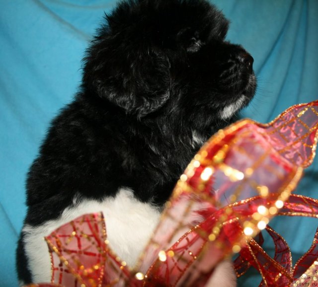 Фото: ньюфаундленд Fiamettahauz Princess B'yuti (Фиаметтахауз Принцесс Бьюти)