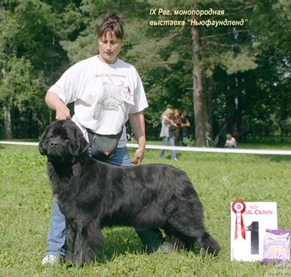 Фото: ньюфаундленд Plushevaya Panda Anabella Beautiful (Плюшевая Панда Анабелла Бьютифул)