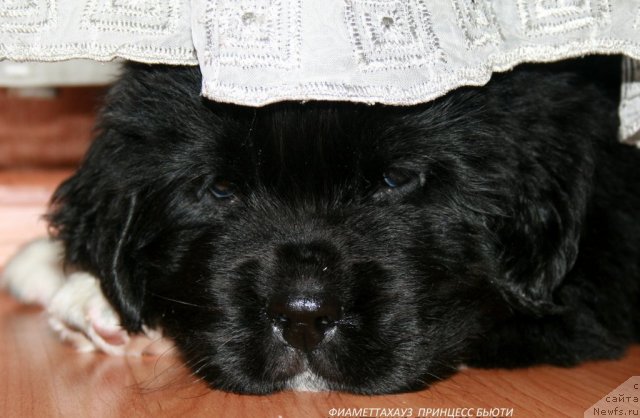 Фотография № 105620