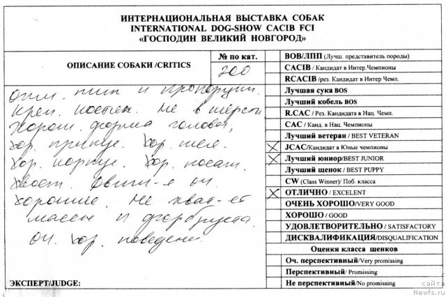 Фото: ньюфаундленд Dar Svezy Believe Me (Дар Свезы Белив Ми)