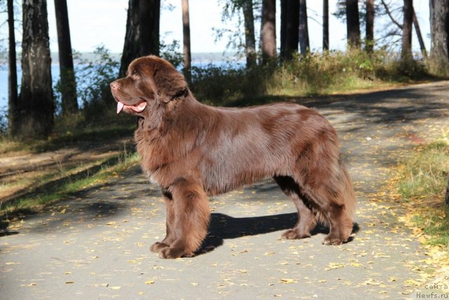 Фото: ньюфаундленд Obush SHed YAntarnyiy Poceluy (Обуш Шед Янтарный Поцелуй)