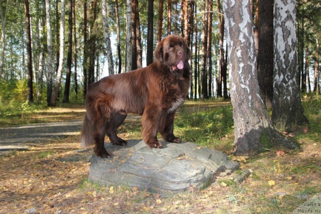 Фото: ньюфаундленд Obush SHed YAntarnyiy Poceluy (Обуш Шед Янтарный Поцелуй)