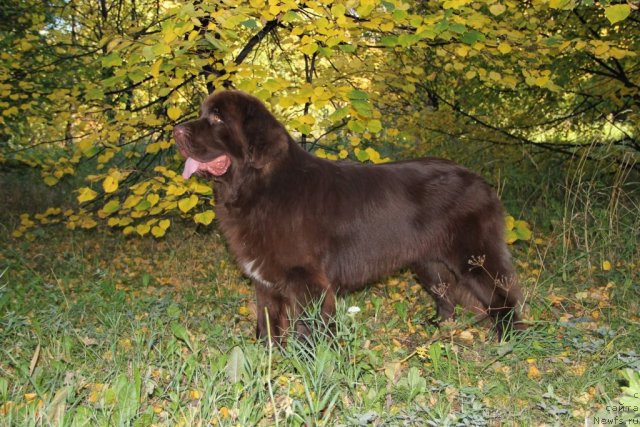 Фото: ньюфаундленд Obush SHed YAntarnyiy Poceluy (Обуш Шед Янтарный Поцелуй)