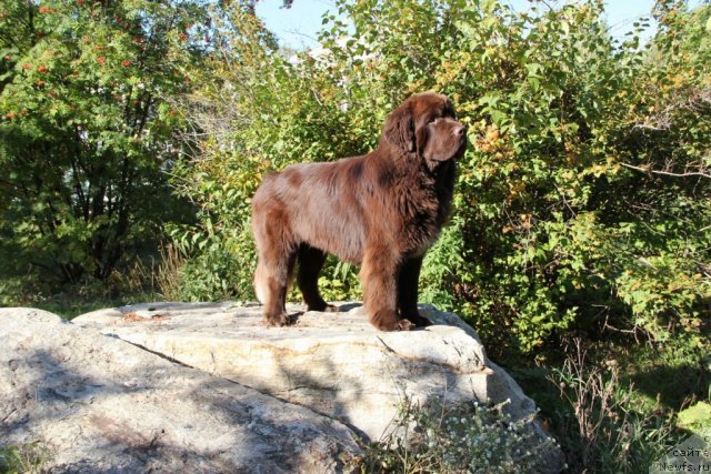 Фото: ньюфаундленд Obush SHed YAntarnyiy Poceluy (Обуш Шед Янтарный Поцелуй)