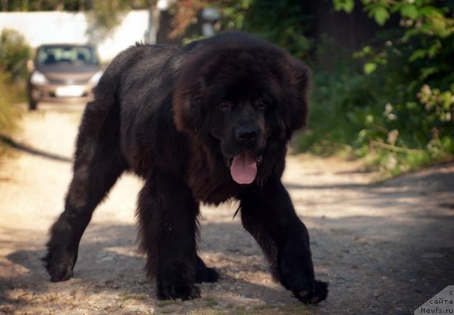 Фото: ньюфаундленд Byella Moss Arnol'd (Бэлла Мосс Арнольд)