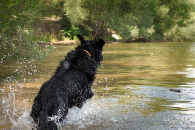 Фото: ньюфаундленд Byella Moss Arnol'd (Бэлла Мосс Арнольд)