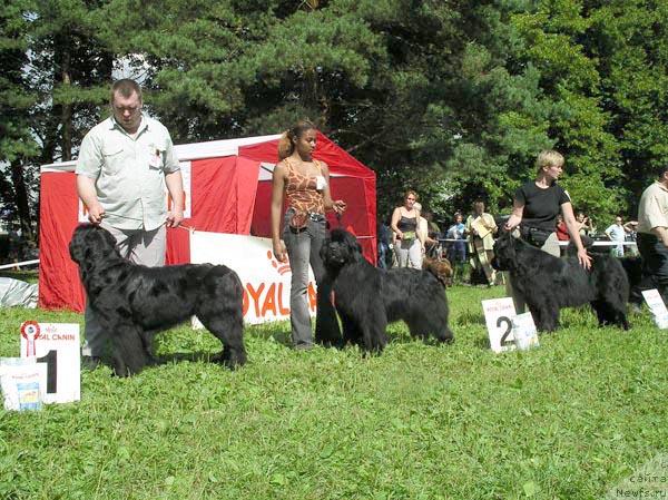 Фото: ньюфаундленд Ciklomena (Цикломена), ньюфаундленд Donna Karen оt Sibirskogo Medvedja (Донна Карен от Сибирского Медведя), ньюфаундленд Viktoria Vialiki Miadzvedz (Виктория Вяликий Мядзведзь)