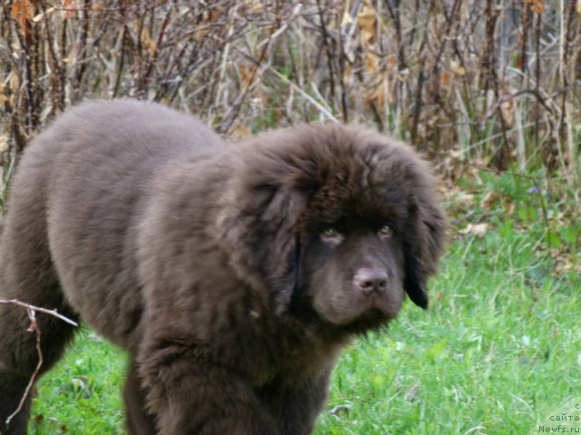 Фото: ньюфаундленд N'yufort Rover Braun (Ньюфорт Ровер Браун)