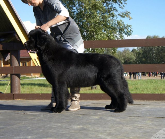 Фото: ньюфаундленд Smigar Greyt Saksyes (Смигар Грейт Саксэс)