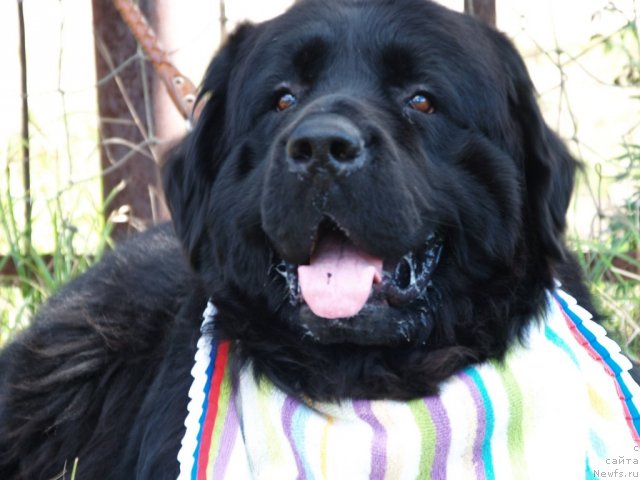 Фото: ньюфаундленд Pontus Pit (Понтус Пит)