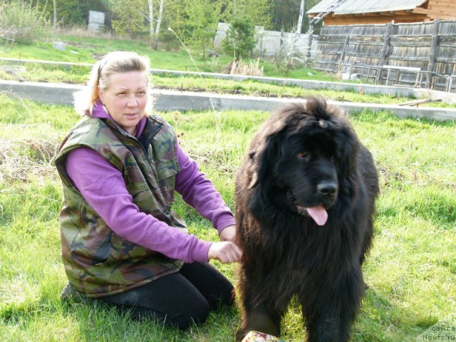 Фото: Lena Zyirina (Лена Зырина), ньюфаундленд N'yufort Lapochka Dochka (Ньюфорт Лапочка Дочка)