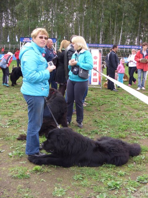 Фото: ньюфаундленд Kaiden Playful (Кайден Плейфул), Elena Levchenko (Елена Левченко)