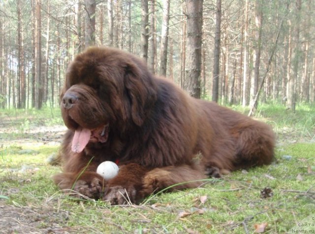 Фото: ньюфаундленд Super Premium Brabus (Супер Премиум Брабус)