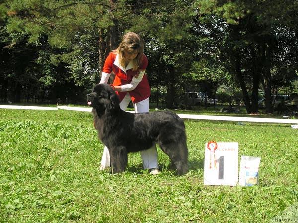 Фото: ньюфаундленд Chelesta   iz Medvejyego Yara (Челеста из Медвежьего Яра)