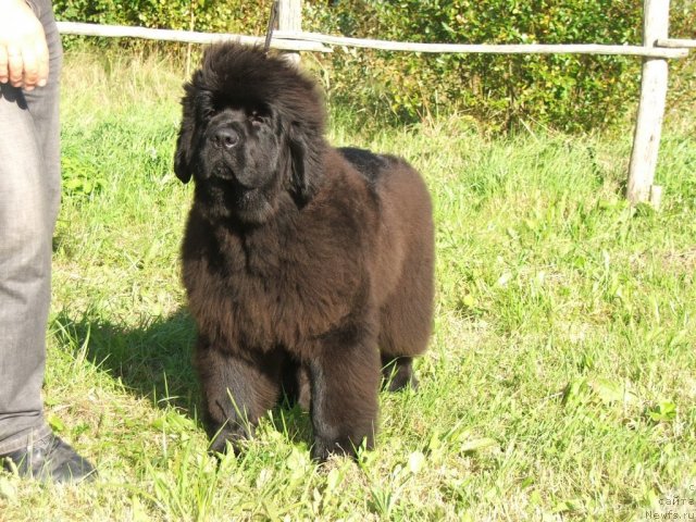 Фото: ньюфаундленд Take It Slowly Braveheart