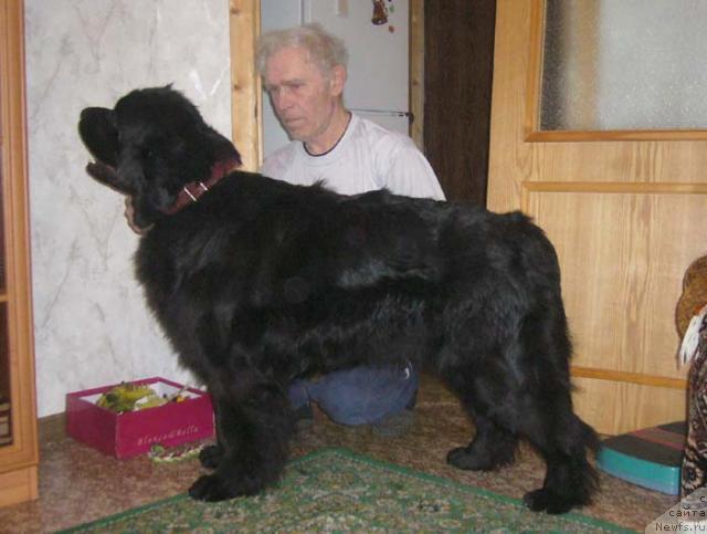 Фото: ньюфаундленд Safira (Сафира)