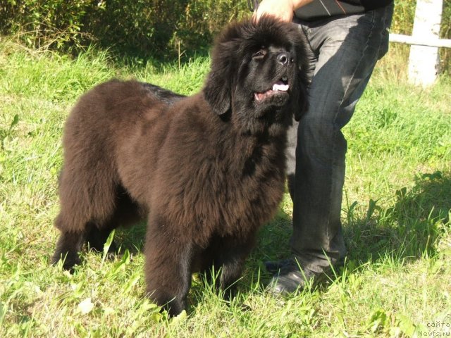 Фото: ньюфаундленд Take It Slowly Braveheart