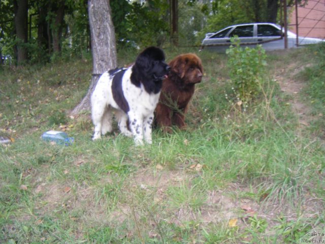 Фото: ньюфаундленд Bella Donna Barbaresco Super Mishka, ньюфаундленд Oktjabrina s Berega Dona (Октябрина с Берега Дона)