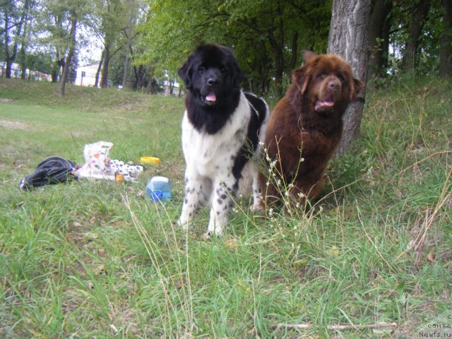 Фото: ньюфаундленд Bella Donna Barbaresco Super Mishka, ньюфаундленд Oktjabrina s Berega Dona (Октябрина с Берега Дона)