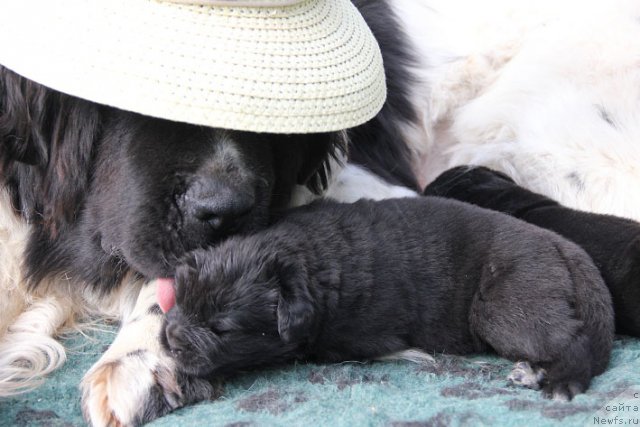 Фото: ньюфаундленд Plushevaya Panda Deniza Dlja  Berega Dona (Плюшевая Панда Дениза для Берега Дона), с детьми