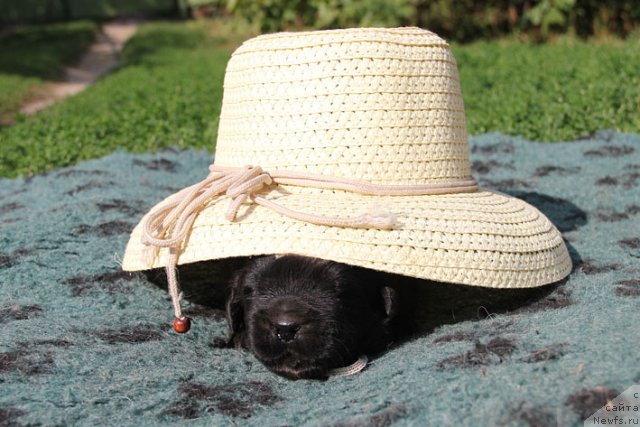 Фотография № 105716