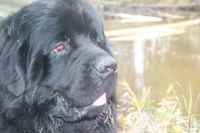 Фото: ньюфаундленд Omar SHerif (Омар Шериф)