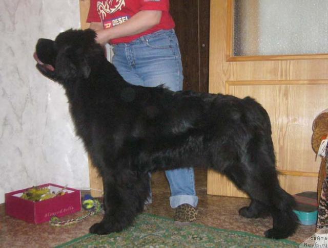 Фото: ньюфаундленд Safira (Сафира)