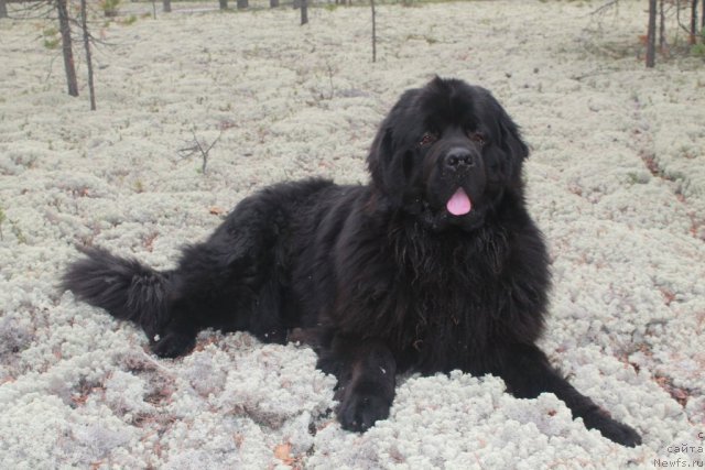 Фотография № 105731