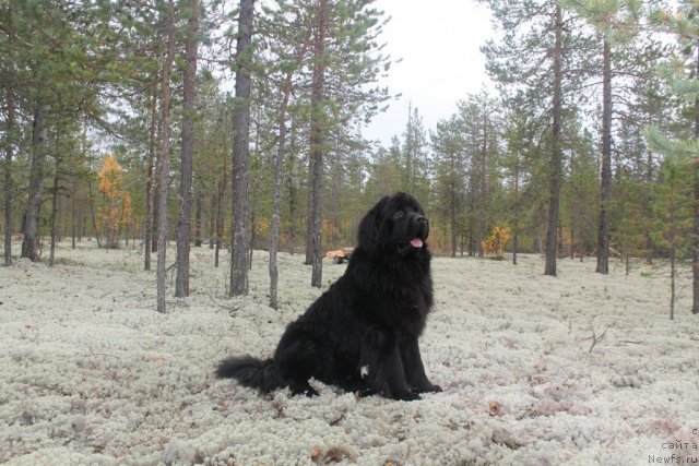 Фотография № 105735