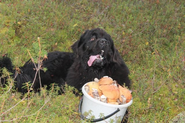 Фотография № 105739