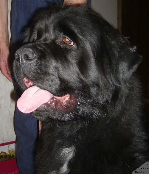 Фото: ньюфаундленд Safira (Сафира)