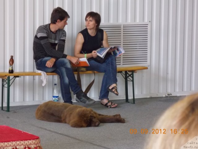 Фото: ньюфаундленд Hohotushka s Berega Dona (Хохотушка с Берега Дона)