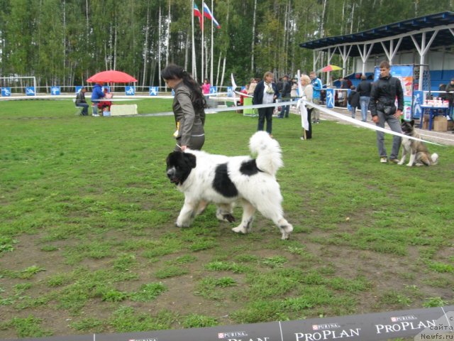 Фото: ньюфаундленд Akvian Song Zefir (Аквиан Сонг Зефир)