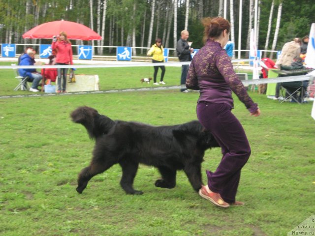 Фото: ньюфаундленд Plushevaya Panda Ustinja Savelevna (Плюшевая Панда Устинья Савельевна)