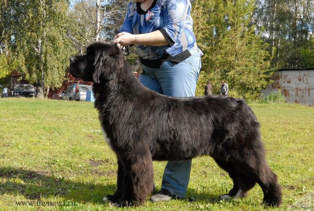 Фото: ньюфаундленд King of Helluland Over Ruled