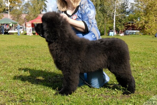 Фото: ньюфаундленд Sent Djons Yield to None for Seabrook (Сент Джонс Яэлд ту Ноне фор Сеабрук)