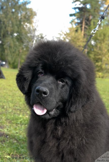 Фотография № 105779