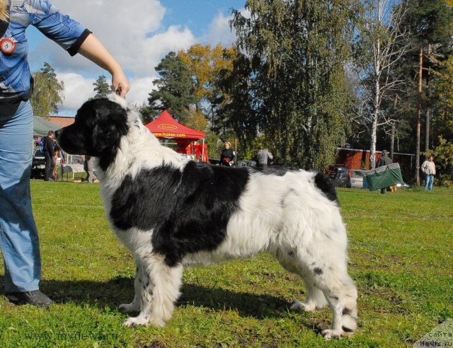 Фотография № 105785