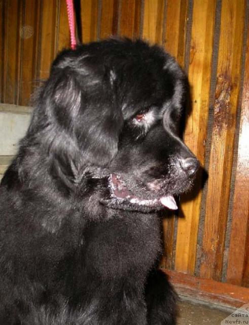 Фото: ньюфаундленд Mag Ispolin Demetra (Маг Исполин Деметра)