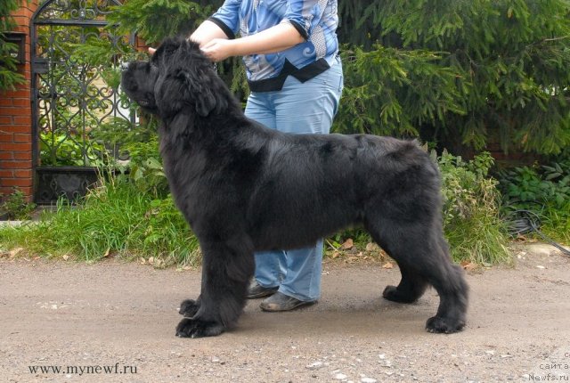 Фото: ньюфаундленд Sent Djons Harebell (Сент Джонс Харебелл)
