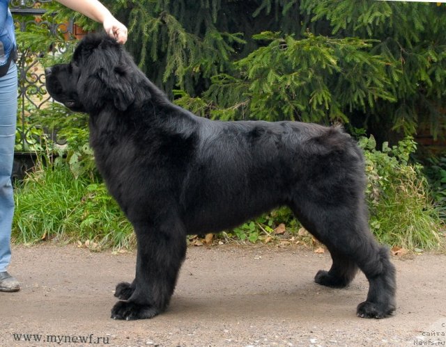 Фото: ньюфаундленд Sent Djons Harebell (Сент Джонс Харебелл)