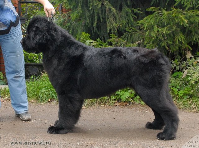 Фото: ньюфаундленд Sent Djons Harebell (Сент Джонс Харебелл)