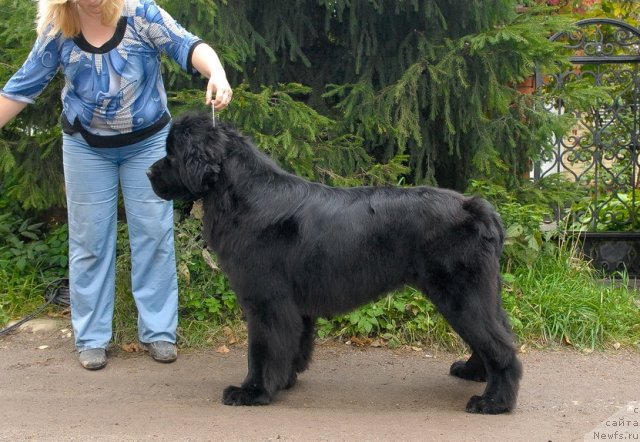 Фото: ньюфаундленд Sent Djons Harebell (Сент Джонс Харебелл)