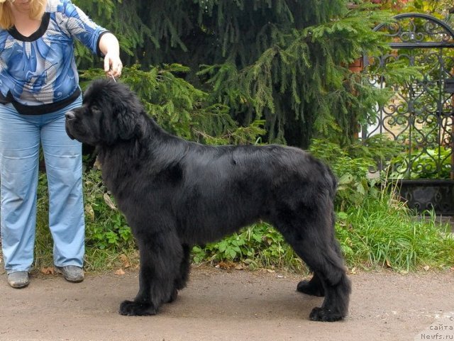 Фото: ньюфаундленд Sent Djons Harebell (Сент Джонс Харебелл)