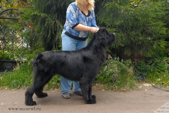 Фото: ньюфаундленд Sent Djons Harebell (Сент Джонс Харебелл)