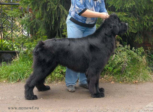 Фото: ньюфаундленд Sent Djons Harebell (Сент Джонс Харебелл)