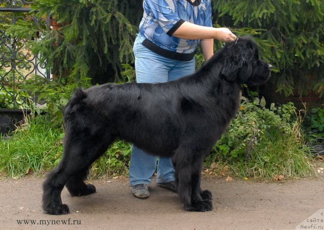 Фото: ньюфаундленд Sent Djons Harebell (Сент Джонс Харебелл)