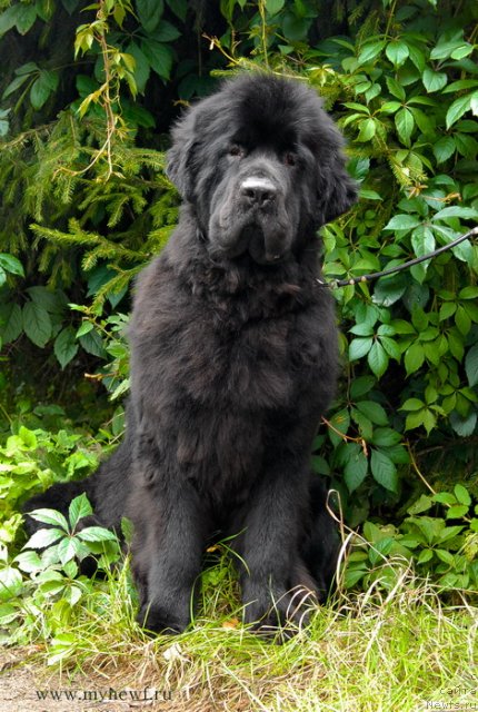 Фото: ньюфаундленд Sent Djons Harebell (Сент Джонс Харебелл)
