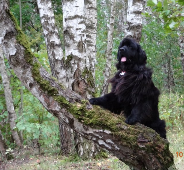 Фото: ньюфаундленд Ryesh (Рэш)